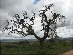 -candeia2.jpg