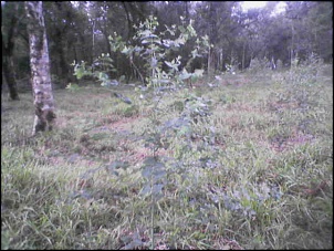 REFORMA da minha F-75-eucalipto-plantado-em-nov.2009.jpg
