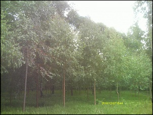 REFORMA da minha F-75-jaime-com-frutas-042.jpg