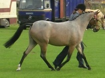 Vitara diesel-horse_sale.3805.1_961.jpg