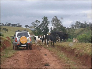 Melhor foto do seu Jimny-vacas.jpg