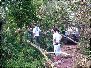 Trilha/Passeio - PARANAPIACABA-arvore1.jpg