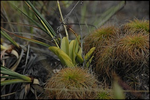 Trilhas No Amazonas-sr9.jpg