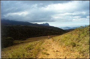 -papagaio-1.jpg