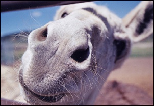 Trilha leve no Rio de Janeiro-burro1_182.jpg