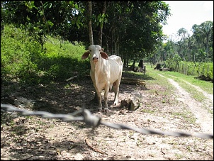 Trilhas No Amazonas-albuma-v1.jpg