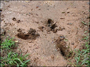 Trilha do Verde que virou Buraco do Camel-pegadas_404.jpg