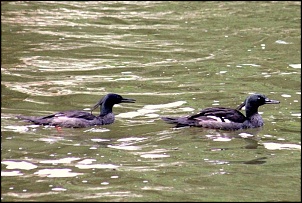 Serra da Canastra-rsfco-pato-mergulhao-11.jpg