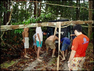 Trilhas No Amazonas-arvore1.jpg