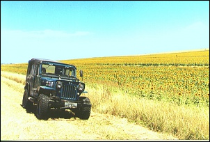 -magoo_girasol_197.jpg