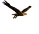 Avatar de MoForte