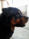 Avatar de melquez gomes