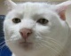 Avatar de italow